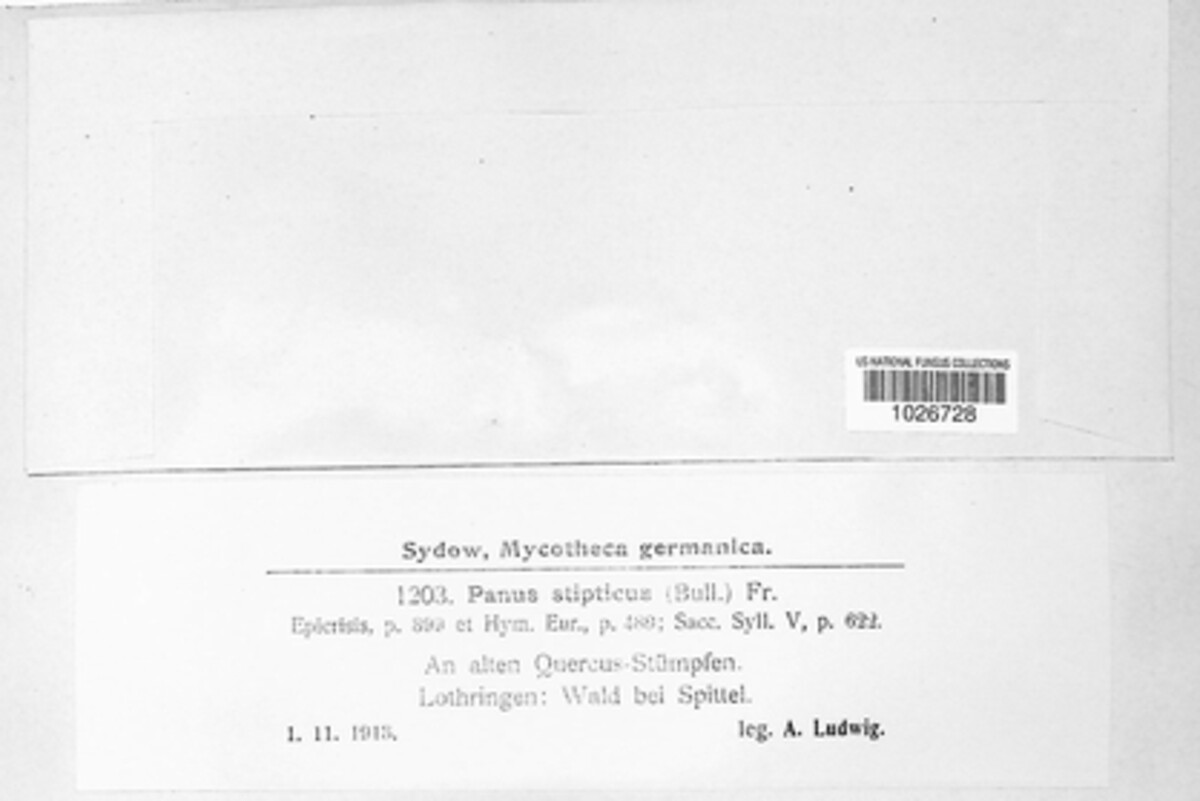 Panellus stipticus image